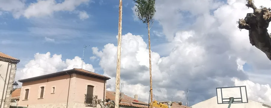 La pingada del mayo: el pino levantado en la plaza del pueblo