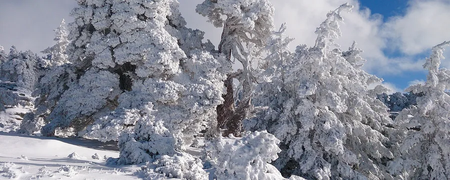 Los pinos de Urbión cubiertos de nieve tras la tormenta, con el cielo abriéndose