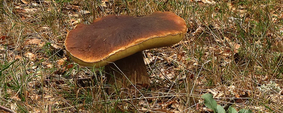 Un boletus recién salido entre la pinocha del suelo del pinar